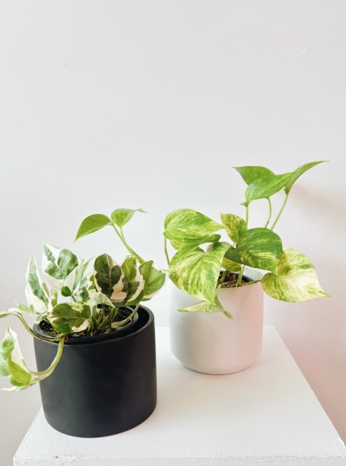 4 inch pothos Pothos Plant 4 inch