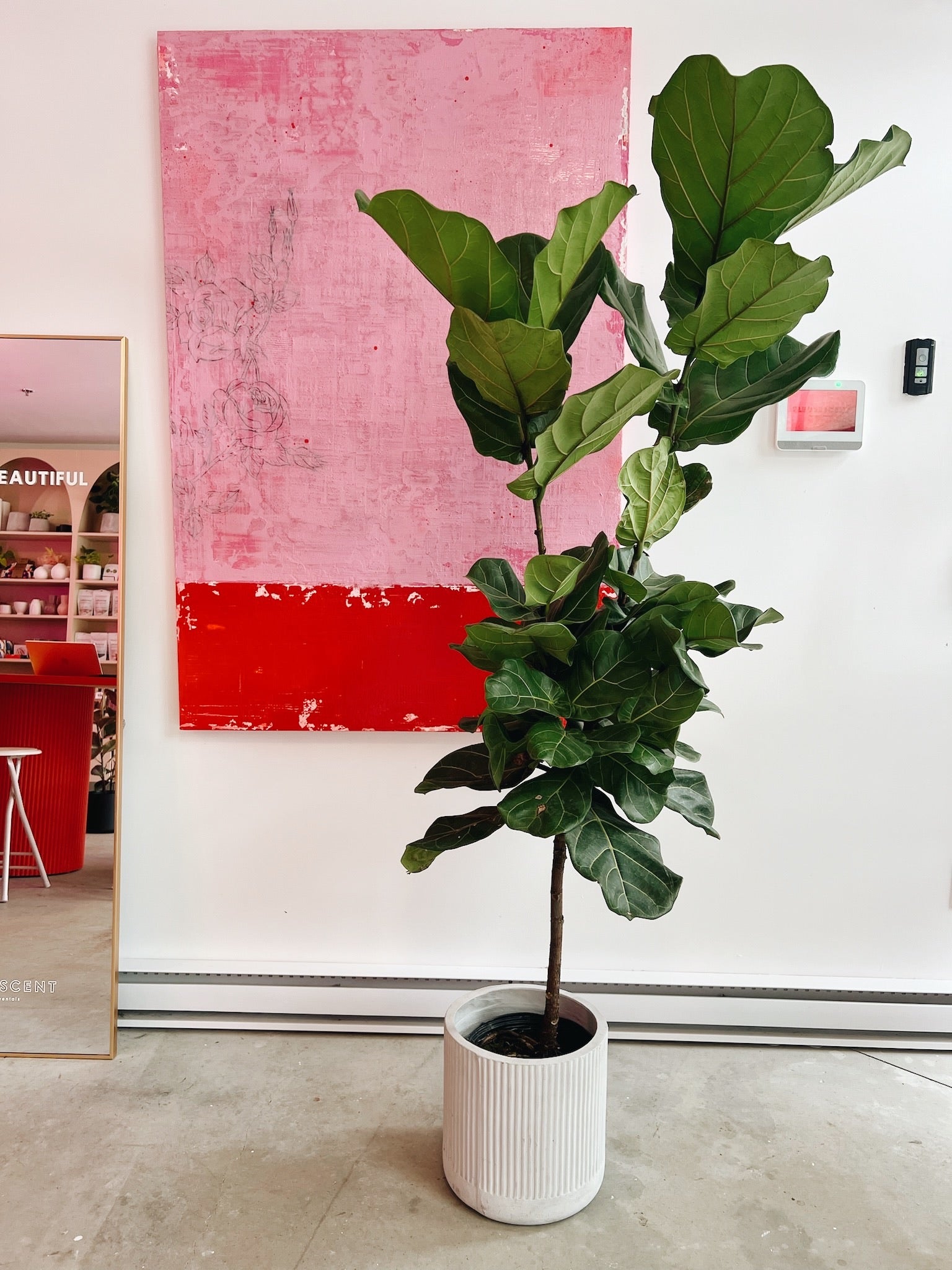 pink fiddle leaf fig Fiddle Leaf Fig