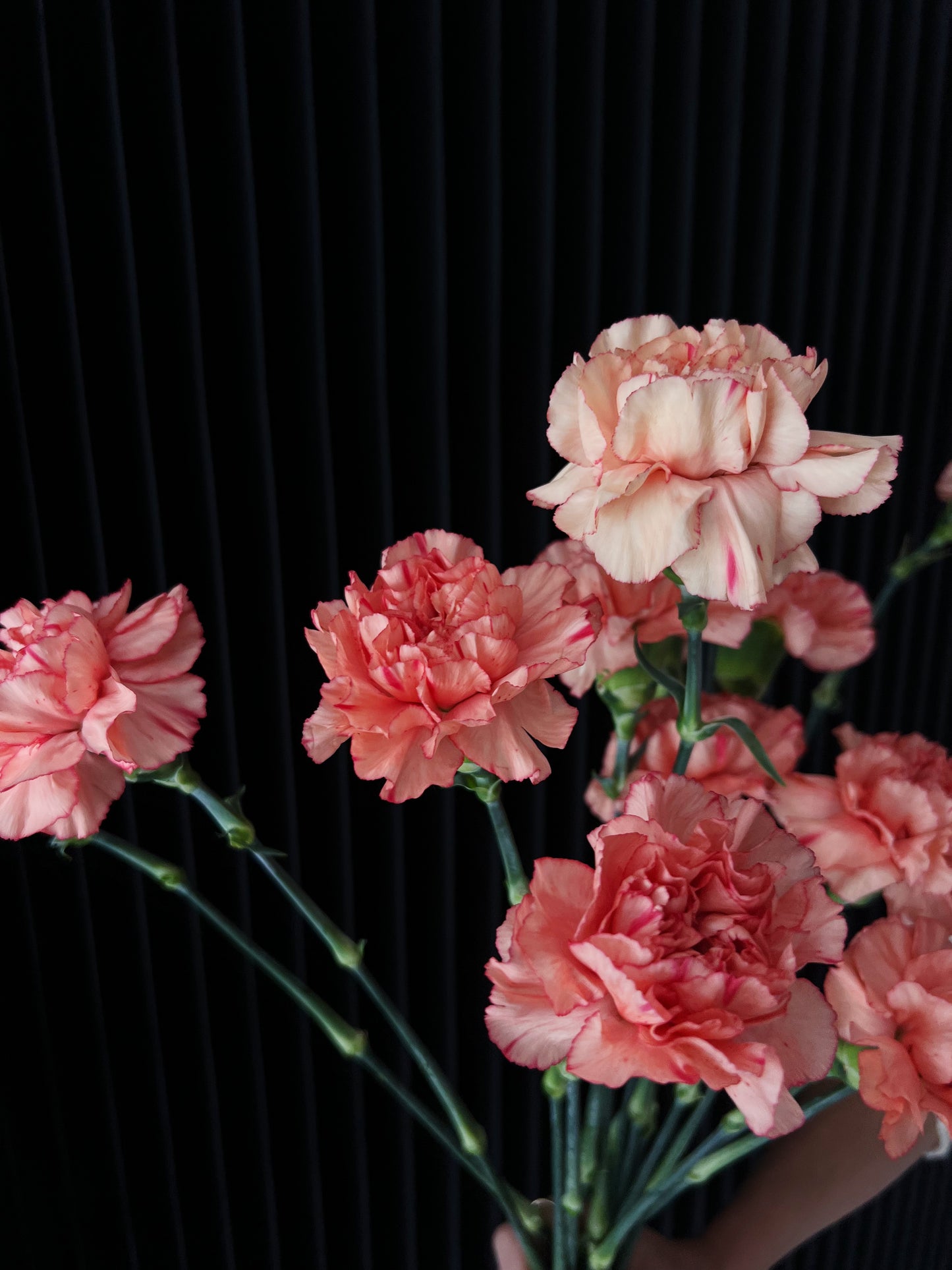 Carnation Bunch