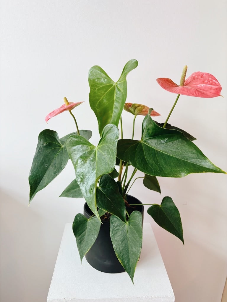 Anthurium 6 inch Plant