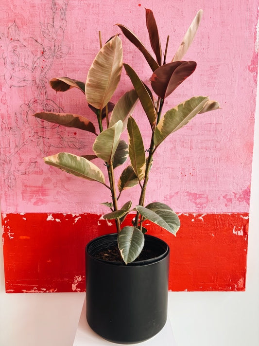 Rubber Tree 10 inch Plant