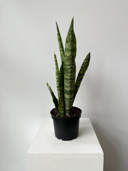 Snake Plant