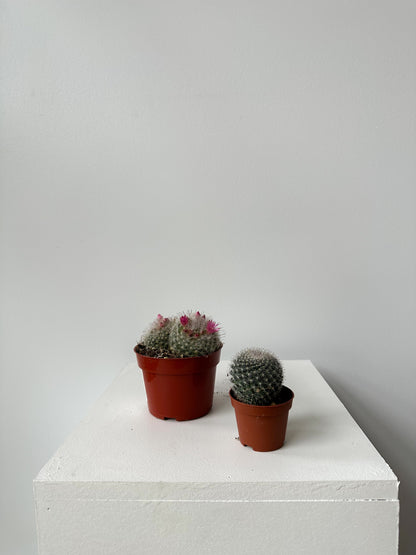 Cactus - No Pot