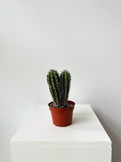 Cactus - No Pot