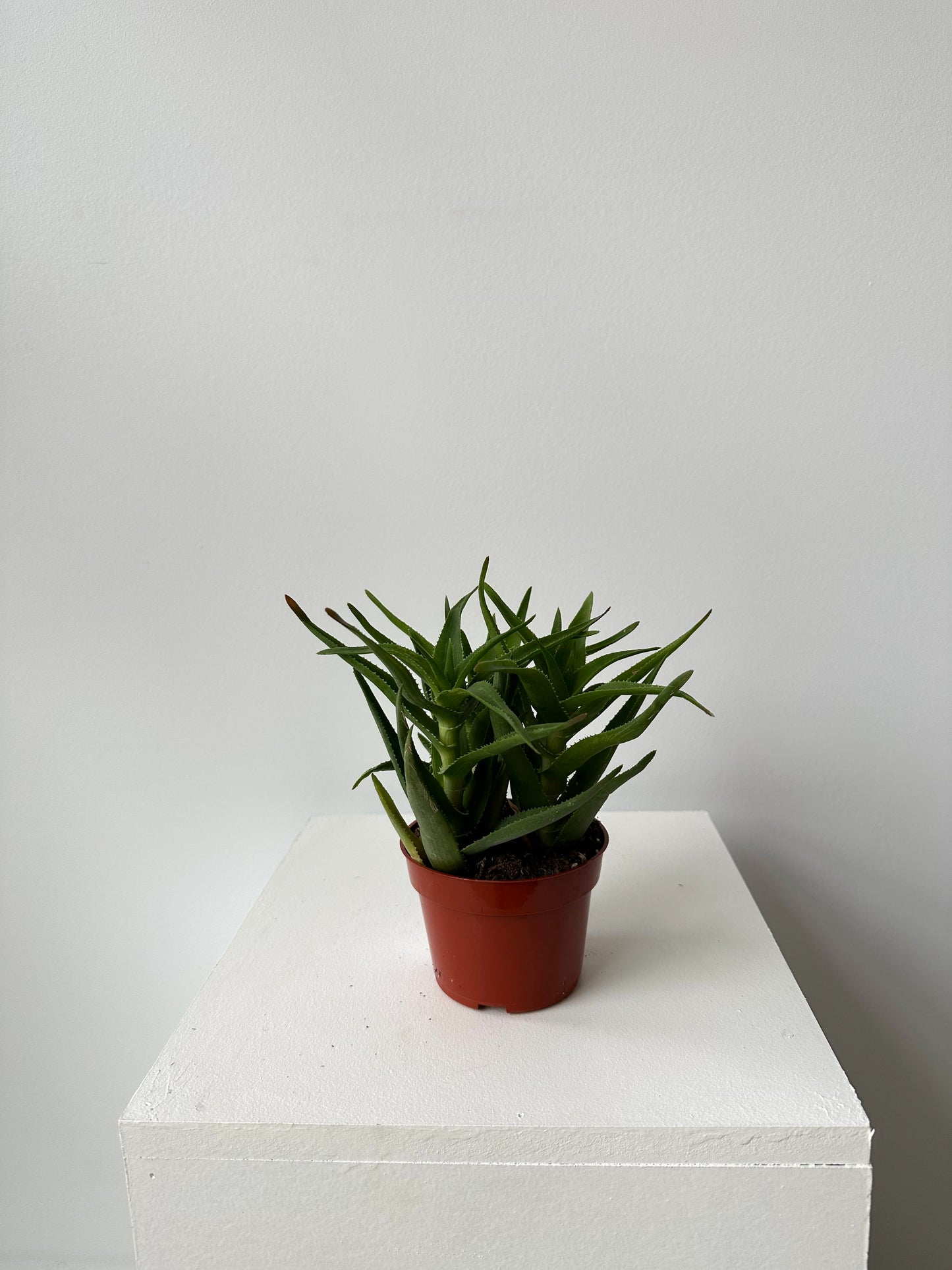 Succulent - No Pot