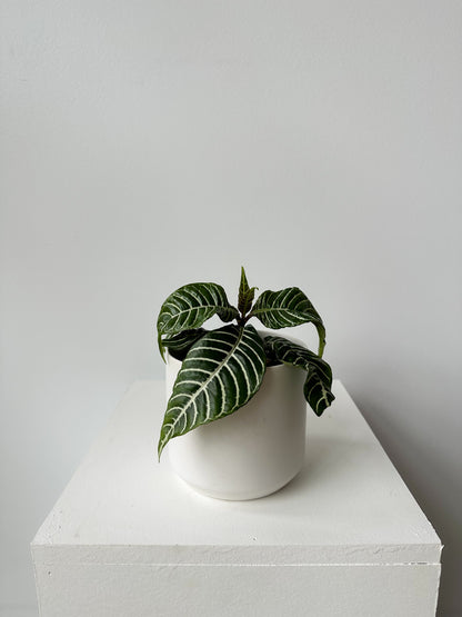 Tropical Plant - No Pot