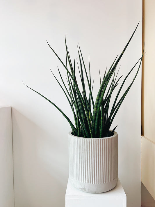 Fernwood Snake Plant Large