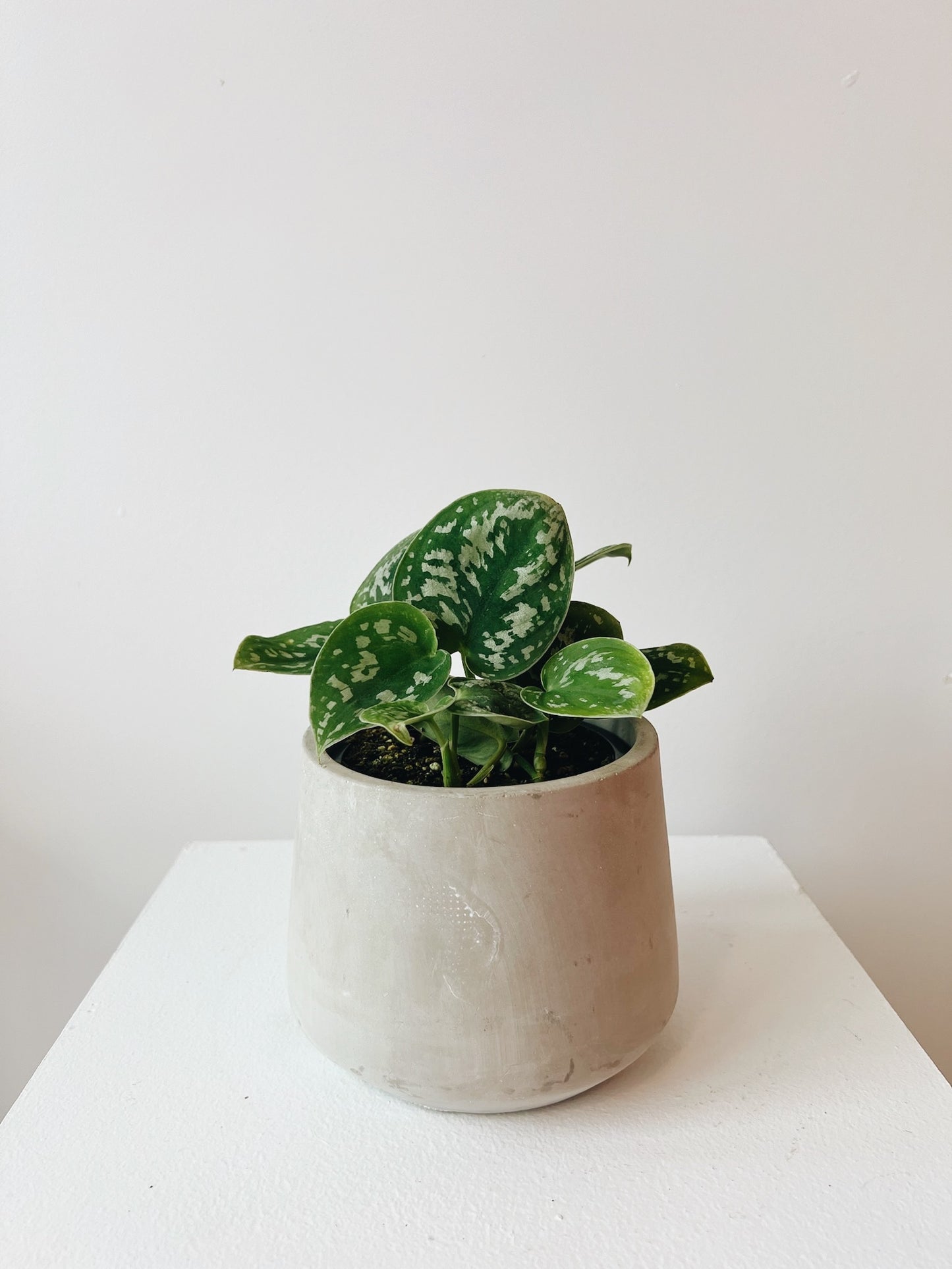 Pothos Plant 4 inch