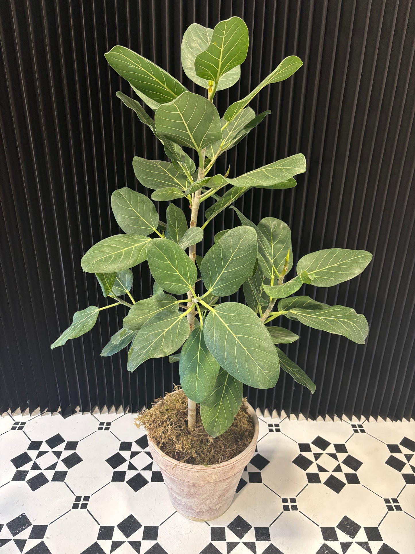 Audrey Ficus Plant Large