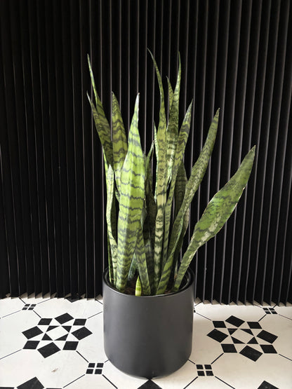 Snake Plant