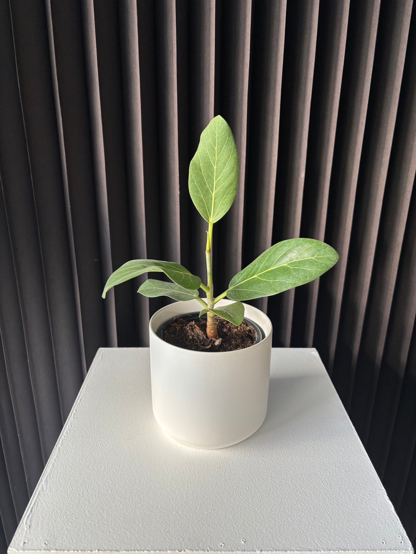 Audrey ficus Plant Small