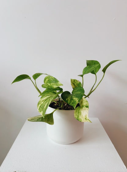 Pothos Plant 4 inch